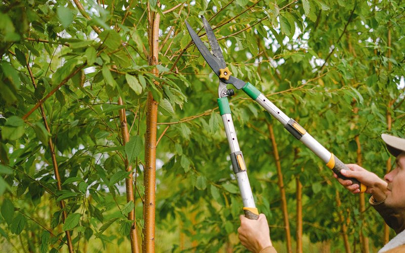 Tree trimming in Broken Bow, NE