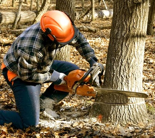 Tree Removal in Broken Bow, NE